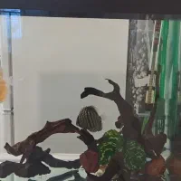 آکواریوم فیلتر سطلی ایهام ۲۲۱۵|ماهی|قروه, |دیوار