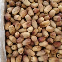 خرما زاهدی عمده