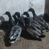 تعداد 6 عدد اردک کله سبز نر سنگین وزن درشت|حیوانات مزرعه|ویلکیج, |دیوار