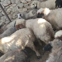 میش آبستن شکم اول