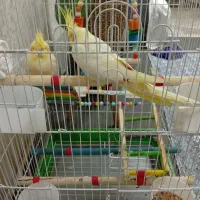عروس هلندی رنگ زرد کم رنگ