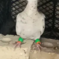 سار
