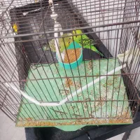 مرغ عشق مولد|پرنده|میانه, |دیوار