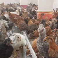 جوجه مرغ جهادی بوقلمون بیوتی گوشتی (خواجه)|حیوانات مزرعه|زابل, |دیوار