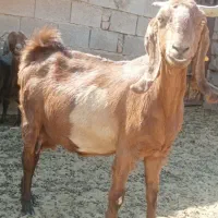 سه بر ودو چبش نر و تعدادی بز پاکستانی شکم بزغاله|حیوانات مزرعه|بیرجند, |دیوار
