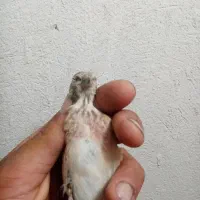 پرنده سینه سرخ خوب|پرنده|شیراز, دروازه قران|دیوار