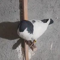 کبوتر لچگی نر|پرنده|کرمانشاه, |دیوار