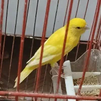 قناری جفت نر و ماده