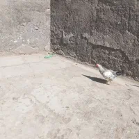 یک عددخروس گل باغالی ودوعددمرغ مرندی