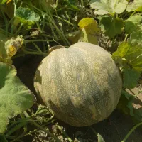 کدو حلوایی|خوردنی و آشامیدنی|شیراز, داریون|دیوار
