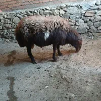 بره نر|حیوانات مزرعه|مریوان, |دیوار