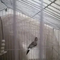 فنچ|پرنده|شهر ری, منصوریه منگل|دیوار