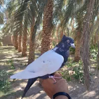 کفتر دست آموز