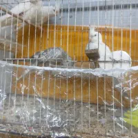 عروس هلندی البینو