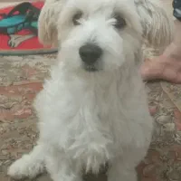 توله‌سگ اشپیتز تریر کوچولو و باهوش