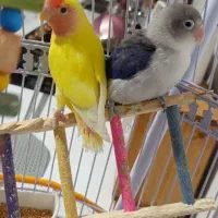 مرغ‌عشق‌پرنده