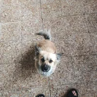 سگ پامر  1ساله نر|سگ|مسجد سلیمان, |دیوار