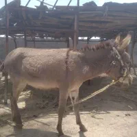 فروش الاغ 4،5 ساله