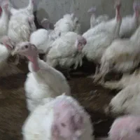 فروش بوقلمون بیوتی کاملا ارگانیک