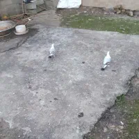 کبوتربلژیکی|پرنده|لاهیجان, آهندان|دیوار