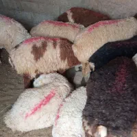 بره و میش|حیوانات مزرعه|جلگه زوزن, |دیوار
