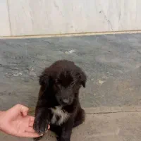 توله سگ ژرمن بلک