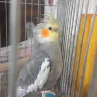 عروس هلندی|پرنده|شهریار, شهرک شاهد|دیوار