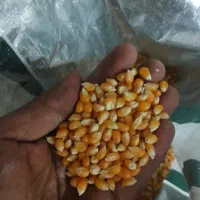 نخود عدس گندم ذرت کشمش|خوردنی و آشامیدنی|بروجرد, |دیوار