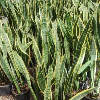 انواع گلهای اپارتمانی|گل و گیاه طبیعی|ورامین, ورامین|دیوار