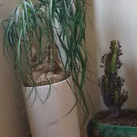 گیاه معاوضه با چوب آبنوس کت پوزه بوته ای باله بلند|ماهی|تهران, آهنگ|دیوار