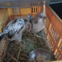 فروش دوعددجوجه