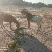 بزه|حیوانات مزرعه|خورموج, |دیوار