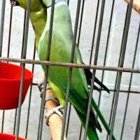 یه جفت طوطی ملنگو و به جفت برزیلی رنگ خاص