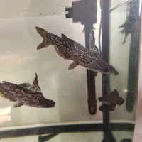 ماهی کت چوبی 6عدد|ماهی|اندیشه, اندیشه فاز ۴|دیوار