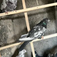 پرشی ، سالم|پرنده|پیر بکران, |دیوار