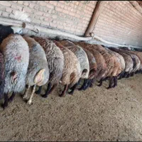 دامداری قدس مشهد گوسفند زنده