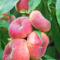 انواع نهال میوه لیبل‌دار
