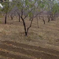 فروش باغ بادام گورچین قلعه|فروش دفتر صنعتی، کشاورزی، تجاری|ارومیه, |دیوار