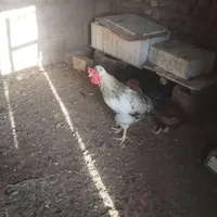 خروس محلی اصیل درشت هیکلی مرغ گیر|حیوانات مزرعه|زاهدان, |دیوار