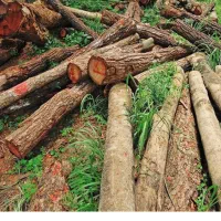 درخت بری رایگان