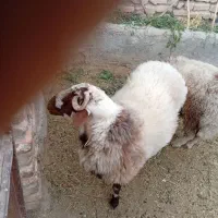 بره نر