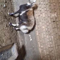 گوسفند پلنگی