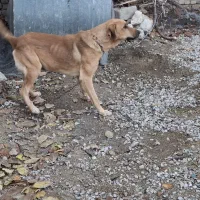 سگ سرابی|سگ|خرم‌آباد, |دیوار