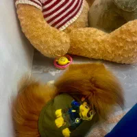 پامرانین پودل پرتقالی اپریکات نر و ماده