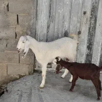 بزشکم اول بزغاله ماده اصیل