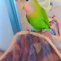 توطی برزیلی گمشده پیام 6