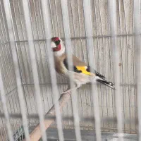 سهره سرسیاه مست