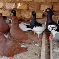 شیش تا یهودی