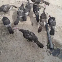 بوقلمون چهار ماهه