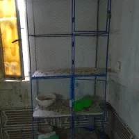 کبوتر وجفت کن کبوتر